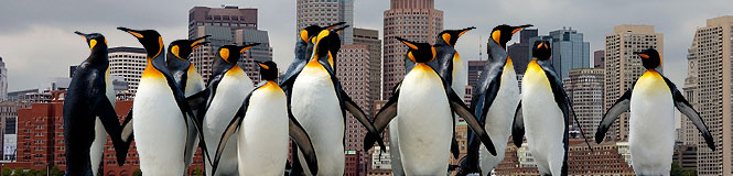 Pingwin Planet Artenschutz
